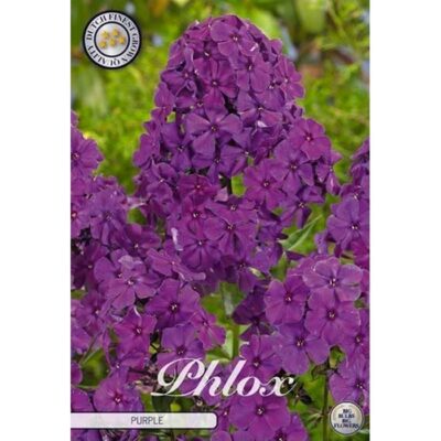 40430 Phlox Purple