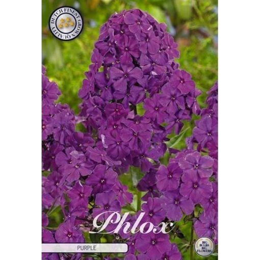 40430 Phlox – Φλοξ Purple