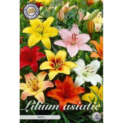 40248 Lilium Asiatic mixed