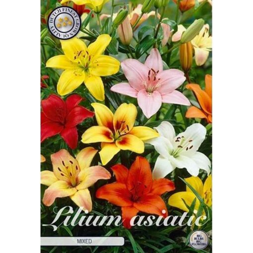 40248 Lilium Asiatic mixed