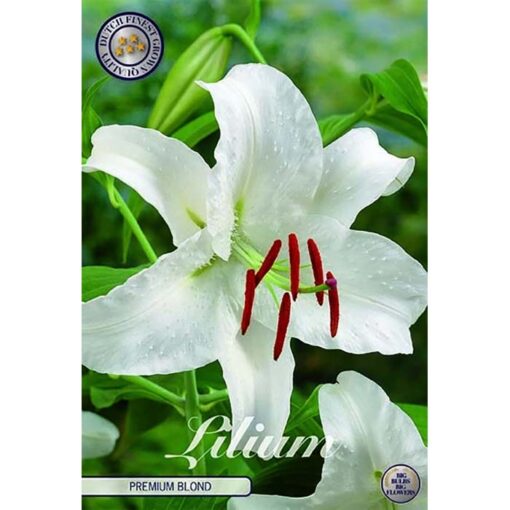 40254 Lilium – Λίλιουμ Premium blond