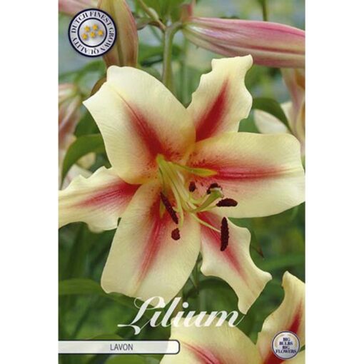 40266 Lilium – Λίλιουμ Lavon