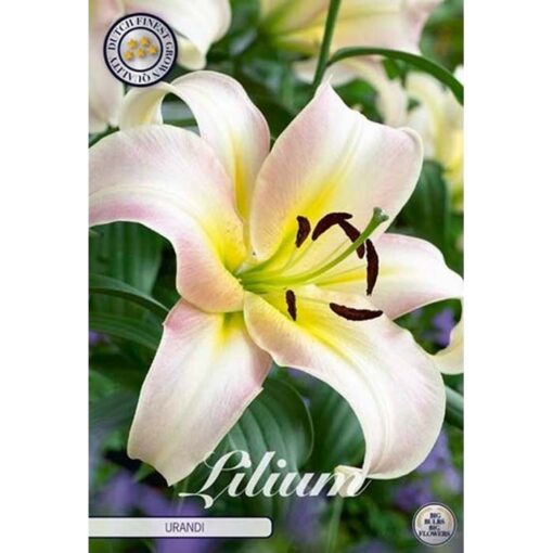 40277 Lilium – Λίλιουμ Urandi