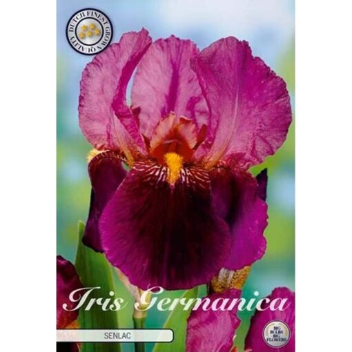 40402 Iris – Ίρις Senlac