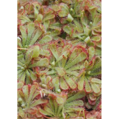 Carnivorous plants seeds – 20275 Drosera aliaceae