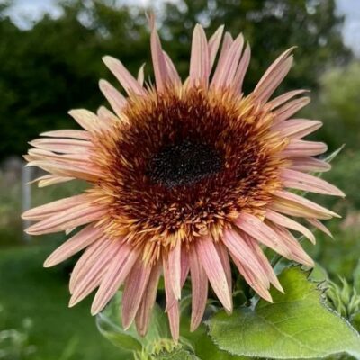 Sunflower Seeds – DF83001 Astra Rose (Helianthus annuus)