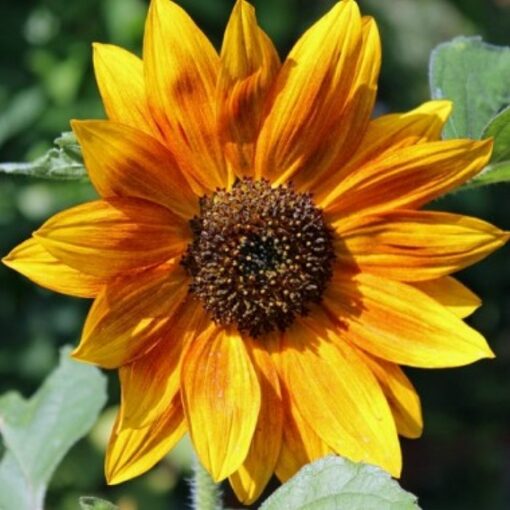 Sunflower Seeds – DF83002 Crimson Queen (Helianthus annuus)