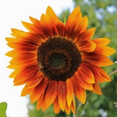 Sunflower Seeds – DF83003 Evening Sun (Helianthus annuus)