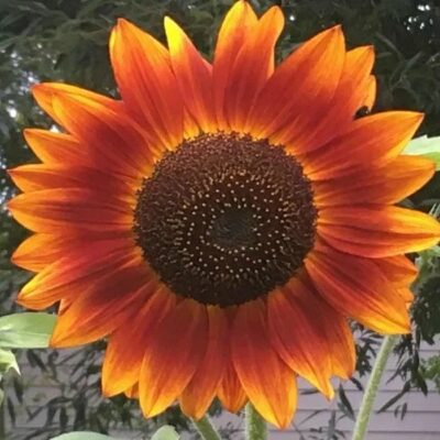 Sunflower Seeds – DF83003 Evening Sun (Helianthus annuus)