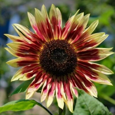 Sunflower Seeds – DF83007 Floren (Helianthus annuus)
