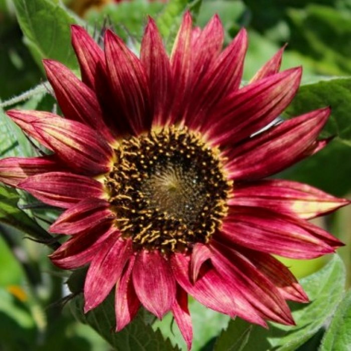 Sunflower Seeds – DF83008 Floris (Helianthus annuus - Valentine E-shop