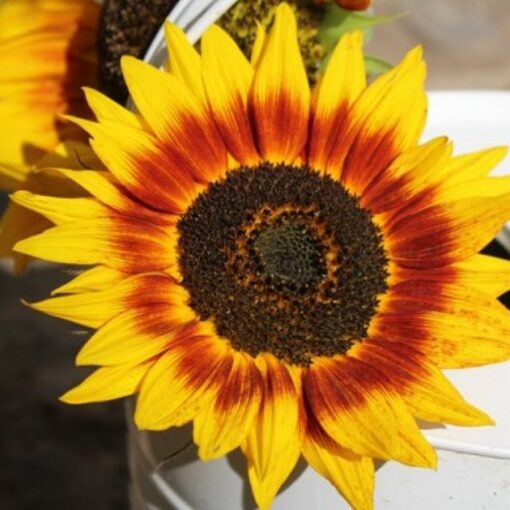 Sunflower Seeds – DF83006 Ring of Fire (Helianthus annuus)