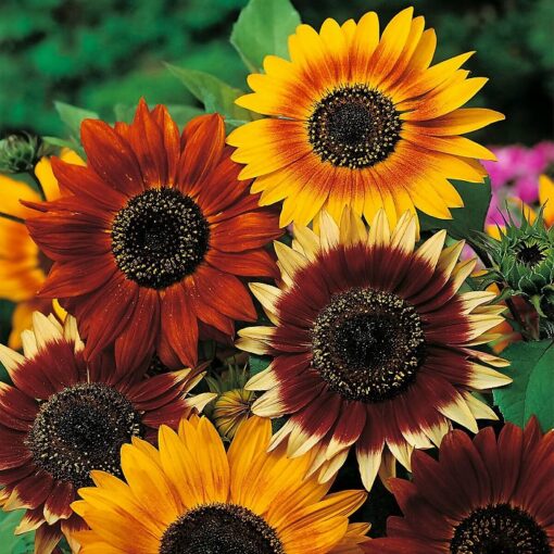 Sunflower Seeds – DS0629 Autumn Beauty (Helianthus annuus)