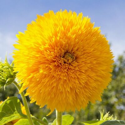 Sunflower Seeds – DS0729 Teddy Bear (Helianthus annuus)