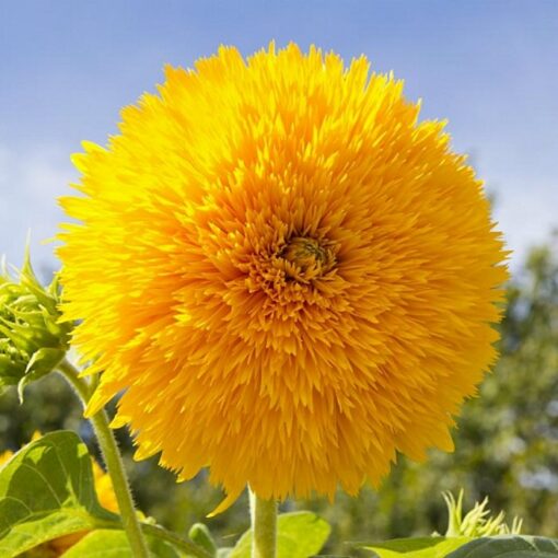 Sunflower Seeds – DS0729 Teddy Bear (Helianthus annuus)