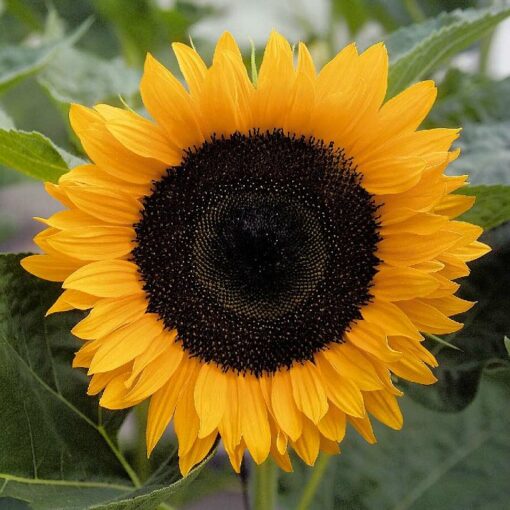 Sunflower Seeds – DS0946 Solara F1 (Helianthus annuus)