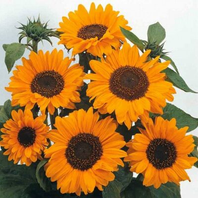 Sunflower Seeds – DS0954 Soraya (Helianthus annuus)