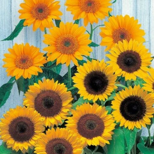 Sunflower Seeds – DS1028 Sunrich F1 Mix (Helianthus annuus)