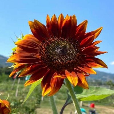 Sunflower Seeds – DS1921 Bronze King (Helianthus annuus)
