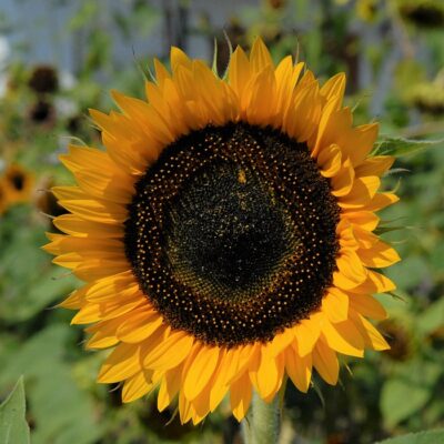 Sunflower Seeds – DS4204 Cutting Gold (Helianthus annuus)