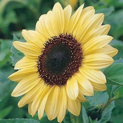Sunflower Seeds – DS0530 Valentine (Helianthus annuus)