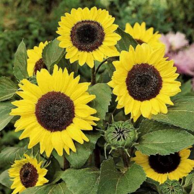 Sunflower Seeds – DS0540 Ikarus (Helianthus annuus)