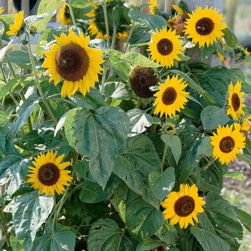 Sunflower Seeds – DS0820 Holiday (Helianthus annuus)
