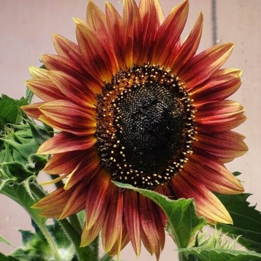 Sunflower Seeds – DS0870 Floristan (Helianthus annuus)