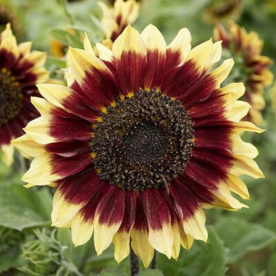 Sunflower Seeds – DS0900  Florenza (Helianthus annuus)