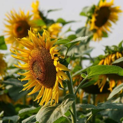 Sunflower Seeds – DF83004 Black Seeded (Helianthus annuus)