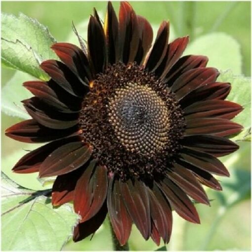 Sunflower Seeds – DF83005 Chocolat (Helianthus annuus)