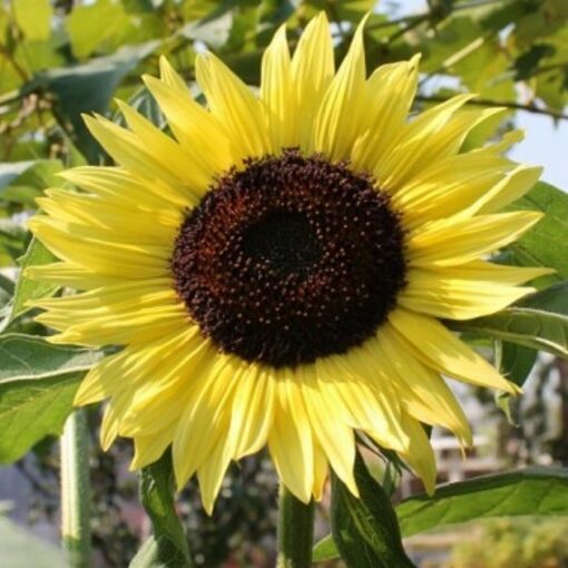 Sunflower Seeds – DF83010 Moonshine (Helianthus annuus)