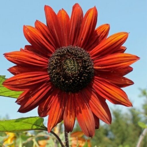 Sunflower Seeds – DF83013 Red Sun (Helianthus annuus)