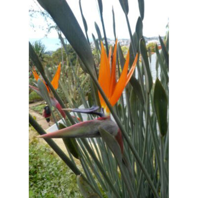 20278 Strelitzia juncea – Bird Of Paradise – Orange