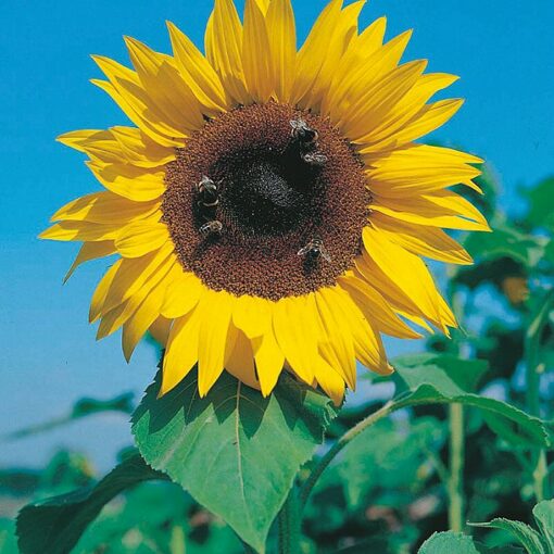 Sunflower Seeds – 86707 Hohe Riesen (Helianthus annuus)