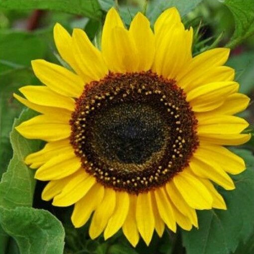 Sunflower Seeds – 86785 Henry Wilde (Helianthus annuus)