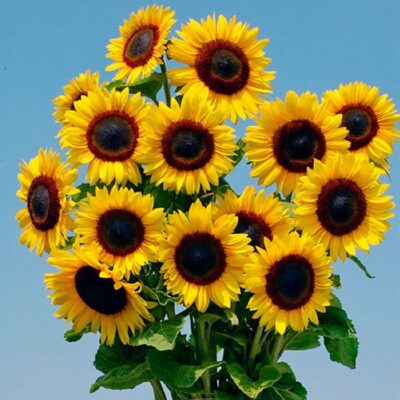 Sunflower Seeds – 86811 Full Sun F 1 (Helianthus annuus)
