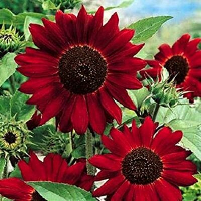 Sunflower Seeds – 86837 Velvet Queen (Helianthus annuus)