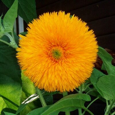Sunflower Seeds – 86850 Hohe Sonnengold (Helianthus annuus)