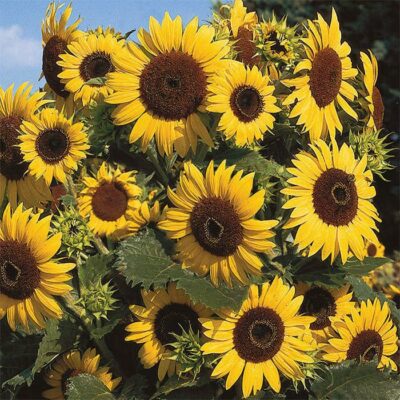 Sunflower Seeds – 86870 Waooh (Helianthus annuus)