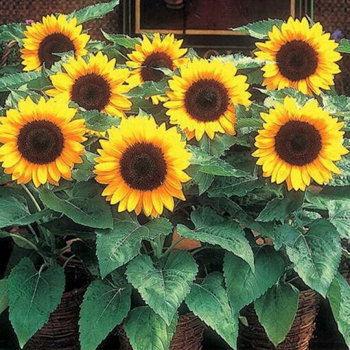 Sunflower Seeds – 86889 Big Smile (Helianthus annuus)