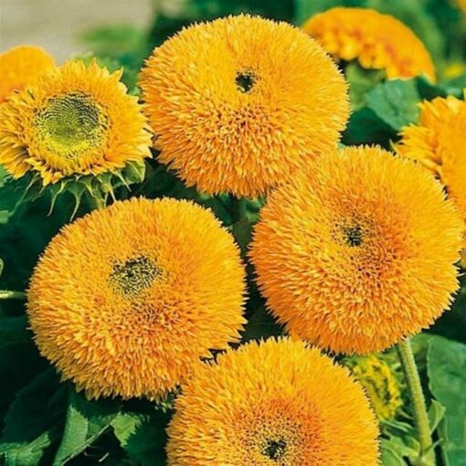 Sunflower Seeds – 86902 Gelber Knirps F 1 (Helianthus annuus)