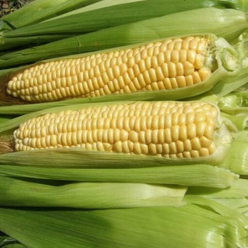 Corn Seeds – DF 98613 Ashworth (Zea mays sacharata)