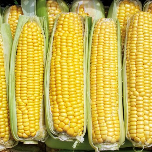 Corn Seeds – DF 98610 Damaun (Zea mays sacharata)