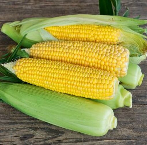 Corn Seeds – DF 98611 Mezdi (Zea mays sacharata)