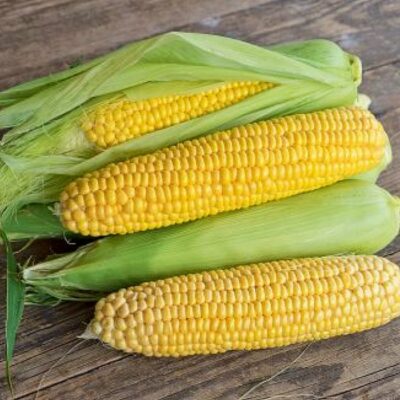 Corn Seeds – DF 98612 Tramunt (Zea mays sacharata)