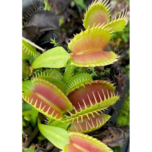 Σπόροι σαρκοφάγων φυτών – 20235 Dionaea muscipula «Raptor»