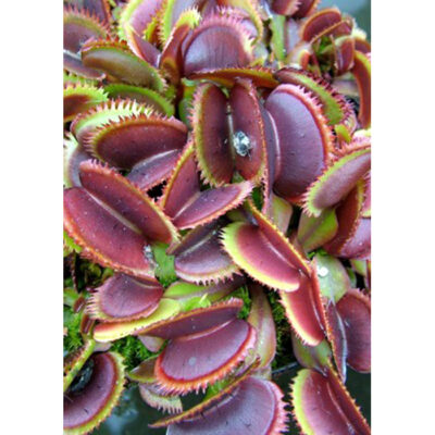 Carnivorous plants seeds – 20238 Dionaea muscipula “Red Sawtooth”