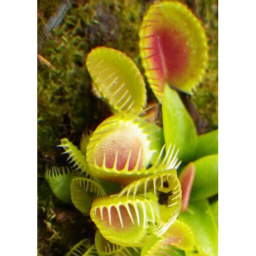 Carnivorous plants seeds – 20240 Dionaea muscipula “Cup Trap”