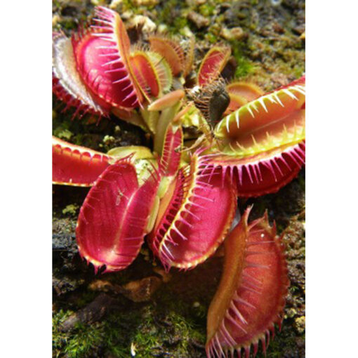 Carnivorous plants seeds – 20243 Dionaea muscipula “Louchapates”